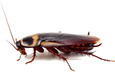 Roach Png 7 Image - City Roach