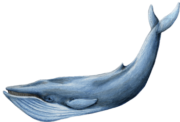 Sea Whale Transparent Background - Blue Whale Transparent Background Png