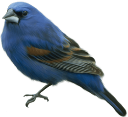 Blue Bird - Blue Bird Png