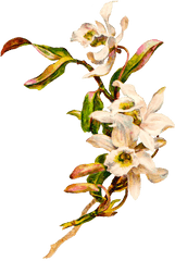 Orchid Clipart Vintage Transparent Free For Png