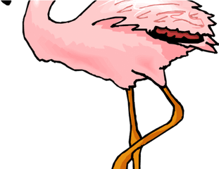 Download Hd Flamingo Clipart Coral - Flamingo Flashcard Png