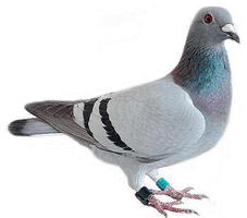 Pigeon Png Image