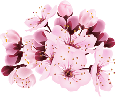 Blossom Spring Flower Free HD Image - Free PNG