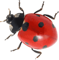 Ladybug Insect Red Free Download PNG HQ