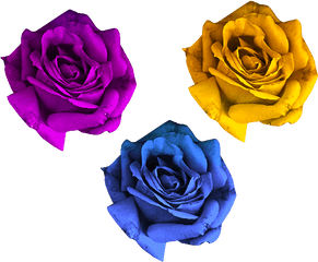 Rose Flowers Png Free - Flowers Png For Photo Shop