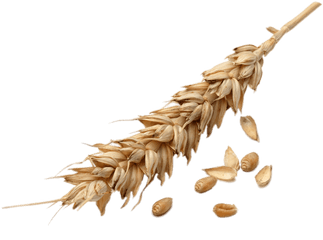 Wheat Grains Transparent Png - Wheat Grains Png