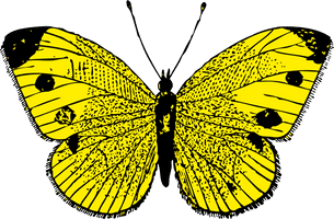 Butterfly Png Image