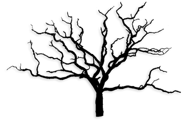 Arbre Sans Feuille Png Images - Black And White Dead Trees