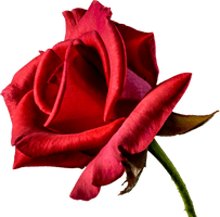 Rose Valentines Day Red Free Photo - Free PNG