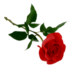 Red Rose Png Image - Hd Rose Png