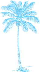 Palmera Azul Turquesa Clip Art - Palm Tree Png Drawing