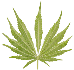 Weed Leaf Psd Official Psds - Cannabis Png