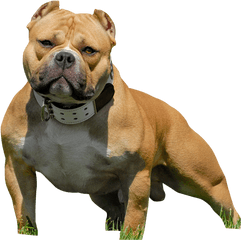 American Bully Pitbull - American Bully Pitbull Png