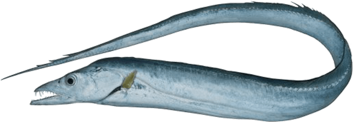 Ribbon Fish Png Transparent Eel