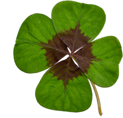 Four - Leaf Cloverluckgreennaturetransparent Background Clover Png