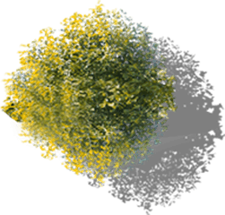 Ginkgo Tree Overlooking Free - Tree Png Hd Top View