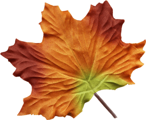 Maple Leaves - Watercolor Painting Png