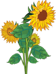 Free Sunflower Clipart Transparent Background Download - Sunflower Clipart Png