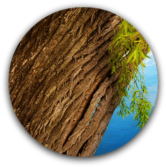 Willow Tree Bark Png Image - Willow Tree Bark