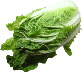 Napa Cabbage Png Image - Cabbage Png