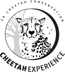 Cheetah Experience South Africa Visit Volunteer L Holidays - Sulawesi Barat Png