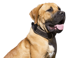 Download Dog Png - Png Images Hd Of Dogs Png Image With No Bulldog Png