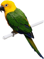 Green-Yellow Parrot Png Images Download