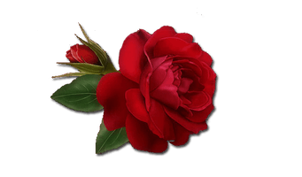 Single Red Rose Clipart - Free PNG