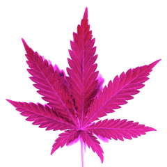 Download Hd Smoke Clipart Png Tumblr - Weed Png