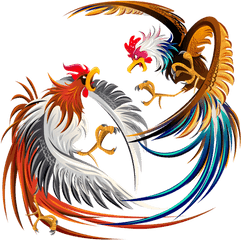 Cockfight Rooster Chicken Clip Art Png Fighting