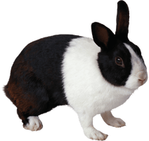 Rabbit Png Image