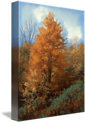 Autumn Leaves Art Print Fall Trees Forest By Wanda Edwards - Grove Png