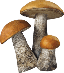 Mushroom Png Image - Mushroom Png