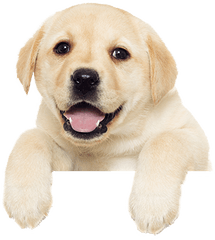 Puppies - Dog Peeking Transparent Png