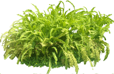 Pin - Ferns Photoshop Png