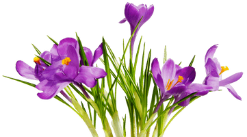 Flowers Png 7