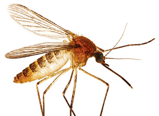 Mosquito Transparent Images - Design Png