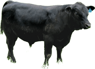 Png Transparent Angus Cattle - Angus Png