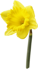 Daffodil Flower Png High - High Resolution Image Of A Daffodil Flower