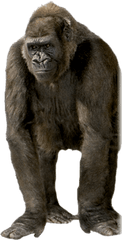 Free Png Gorilla Images Transparent - Ape Png