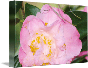 Frilly Pink Camellia Bloom With Some Spanish Moss By Donnamarie Ellington - Sasanqua Camellia Png