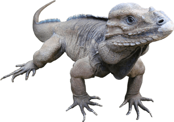 Download Animala Rare Rhinoceros Iguana - Rhino Iguana White Background Png