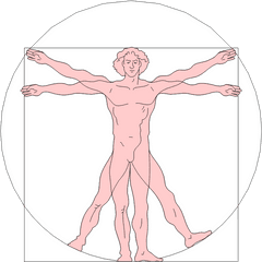 Da Vinci Vitruvian Man - Einstein Human Body Png