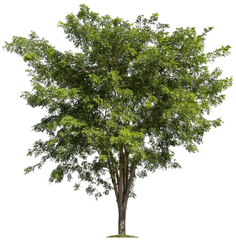 Download Lush Trees Tree Forest Branch - Transparent Background Tree Png