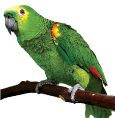 Transparent Png Pictures - Parrot Png