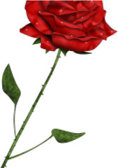 Red Rose Clipart Phantom The Opera - Cartoon Red Rose Png Phantom Of The Opera Rose