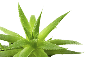 Aloe Transparent Background - Free PNG