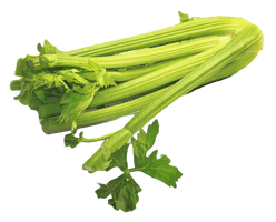 Celery Green Free Transparent Image HQ - Free PNG