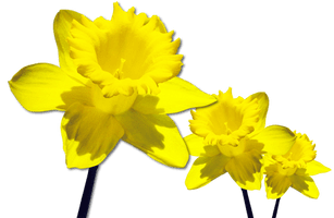 Daffodils Free Download Png