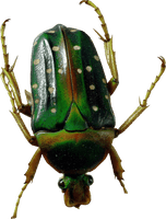 Bug Png Image